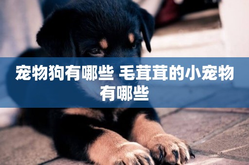 寵物狗有哪些 毛茸茸的小寵物有哪些