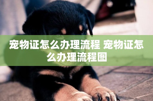 寵物證怎么辦理流程 寵物證怎么辦理流程圖