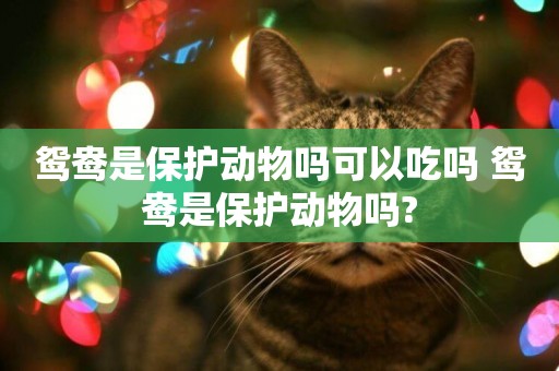 鴛鴦是保護動物嗎可以吃嗎 鴛鴦是保護動物嗎?