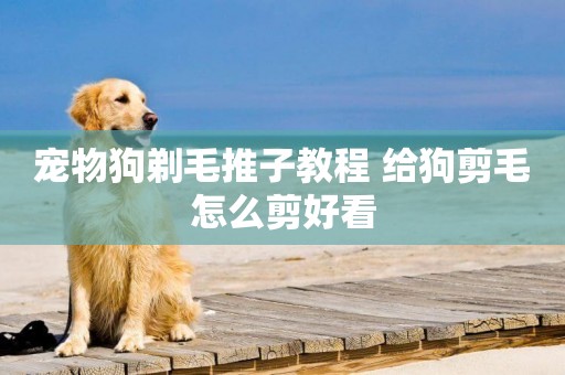 寵物狗剃毛推子教程 給狗剪毛怎么剪好看