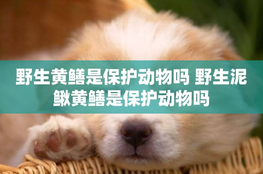 野生黃鱔是保護動物嗎 野生泥鰍黃鱔是保護動物嗎