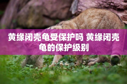 黃緣閉殼龜受保護嗎 黃緣閉殼龜的保護級別