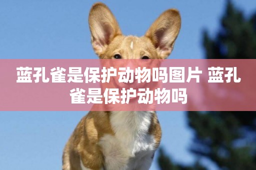 藍孔雀是保護動物嗎圖片 藍孔雀是保護動物嗎