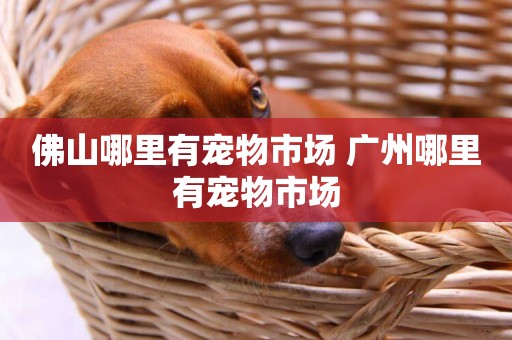 佛山哪里有寵物市場 廣州哪里有寵物市場