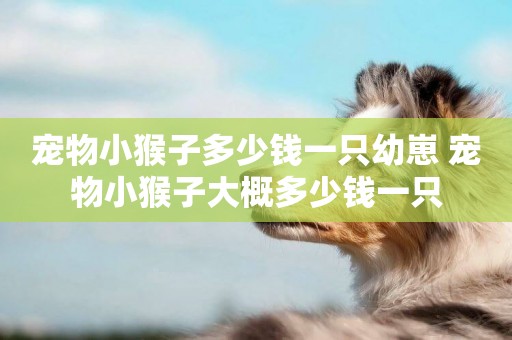 寵物小猴子多少錢一只幼崽 寵物小猴子大概多少錢一只