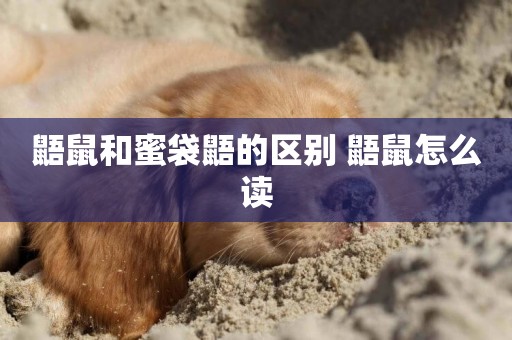 鼯鼠和蜜袋鼯的區別 鼯鼠怎么讀