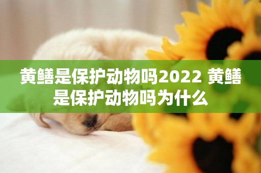 黃鱔是保護動物嗎2022 黃鱔是保護動物嗎為什么