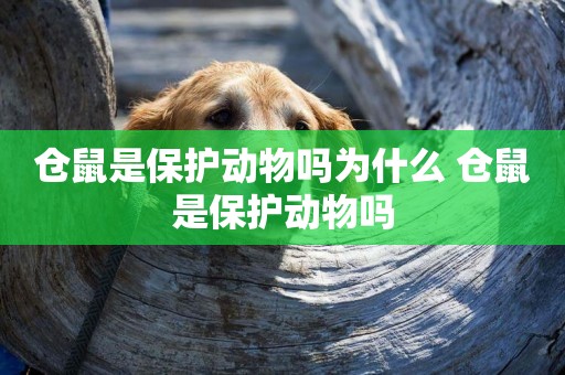 倉鼠是保護動物嗎為什么 倉鼠是保護動物嗎