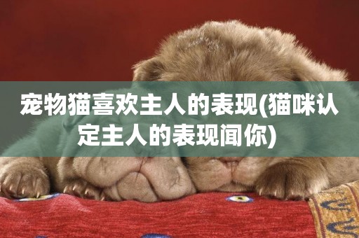 寵物貓喜歡主人的表現(貓咪認定主人的表現聞你) 