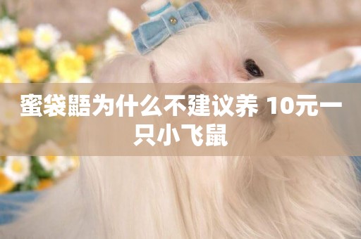 蜜袋鼯為什么不建議養 10元一只小飛鼠
