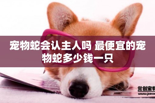 寵物蛇會認主人嗎 最便宜的寵物蛇多少錢一只