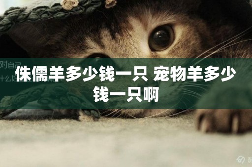 侏儒羊多少錢一只 寵物羊多少錢一只啊