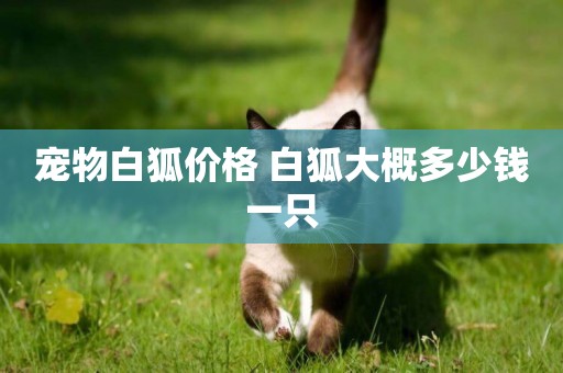 寵物白狐價格 白狐大概多少錢一只