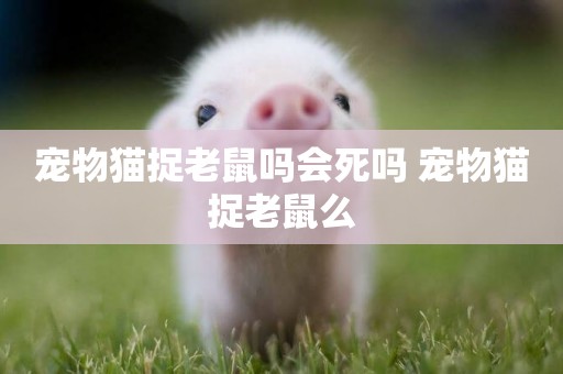 寵物貓捉老鼠嗎會死嗎 寵物貓捉老鼠么