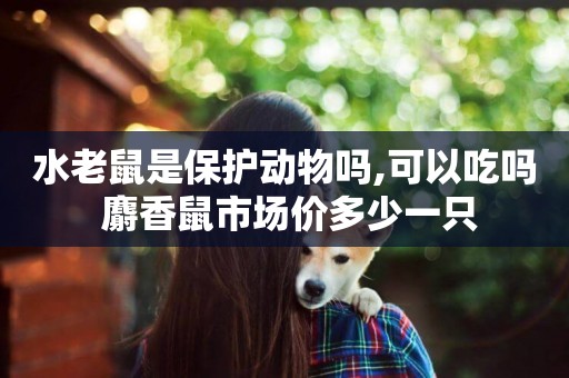 水老鼠是保護動物嗎,可以吃嗎 麝香鼠市場價多少一只