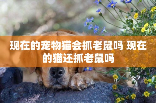 現在的寵物貓會抓老鼠嗎 現在的貓還抓老鼠嗎