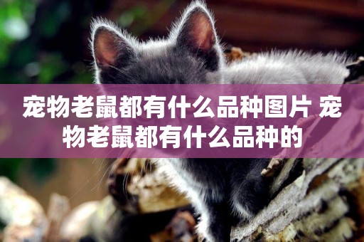 寵物老鼠都有什么品種圖片 寵物老鼠都有什么品種的
