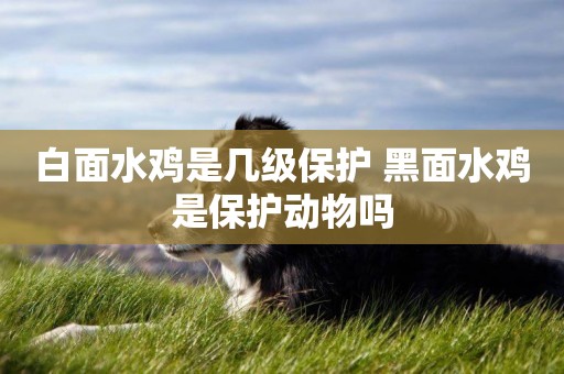 白面水雞是幾級保護 黑面水雞是保護動物嗎
