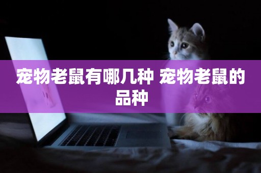 寵物老鼠有哪幾種 寵物老鼠的品種