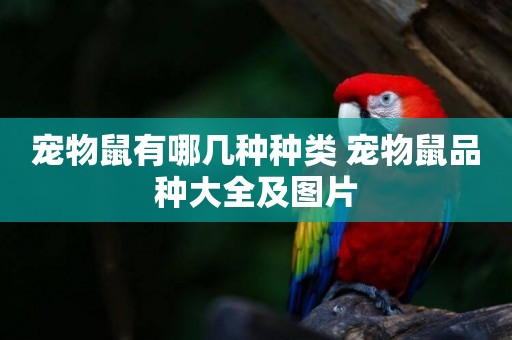 寵物鼠有哪幾種種類 寵物鼠品種大全及圖片