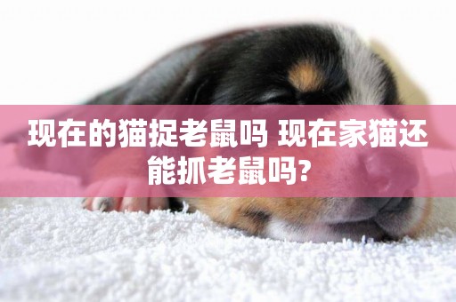現在的貓捉老鼠嗎 現在家貓還能抓老鼠嗎?