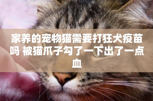 家養的寵物貓需要打狂犬疫苗嗎 被貓爪子勾了一下出了一點血