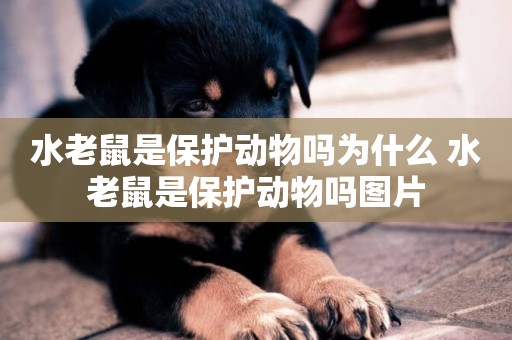 水老鼠是保護動物嗎為什么 水老鼠是保護動物嗎圖片
