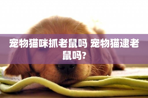 寵物貓咪抓老鼠嗎 寵物貓逮老鼠嗎?