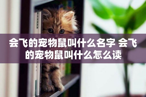 會飛的寵物鼠叫什么名字 會飛的寵物鼠叫什么怎么讀