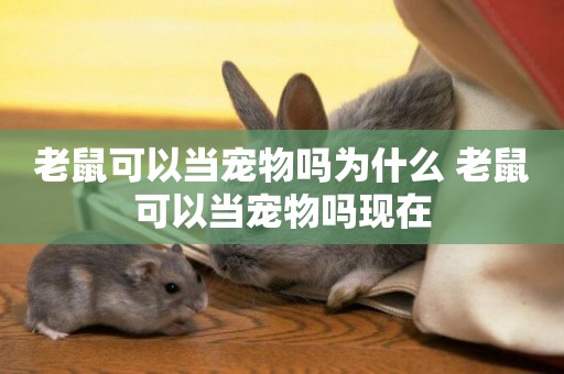 老鼠可以當寵物嗎為什么 老鼠可以當寵物嗎現在
