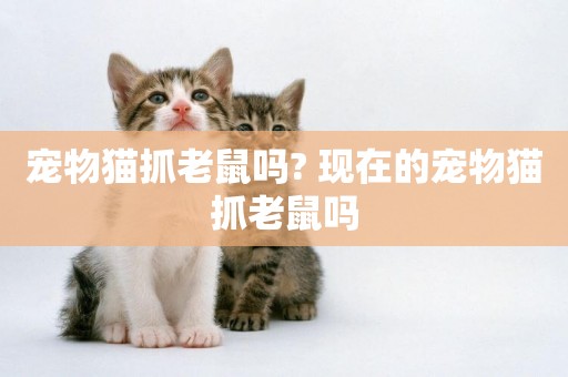 寵物貓抓老鼠嗎? 現在的寵物貓抓老鼠嗎