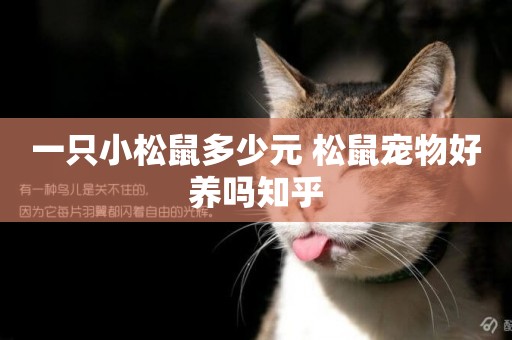 一只小松鼠多少元 松鼠寵物好養嗎知乎
