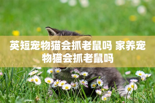 英短寵物貓會抓老鼠嗎 家養寵物貓會抓老鼠嗎