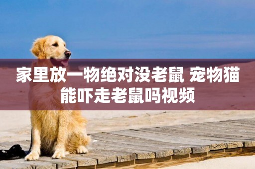 家里放一物絕對沒老鼠 寵物貓能嚇走老鼠嗎視頻