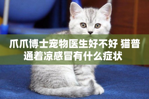 爪爪博士寵物醫生好不好 貓普通著涼感冒有什么癥狀 