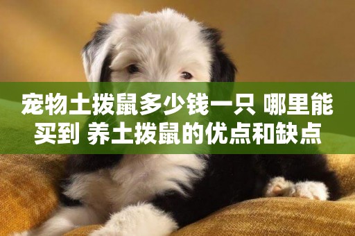 寵物土撥鼠多少錢一只 哪里能買到 養土撥鼠的優點和缺點