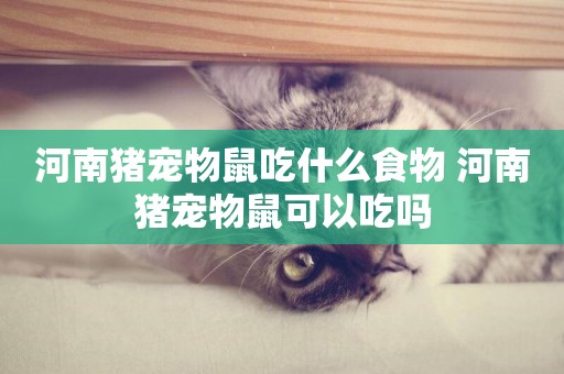河南豬寵物鼠吃什么食物 河南豬寵物鼠可以吃嗎