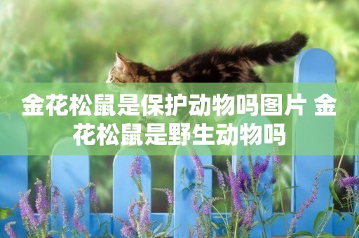 金花松鼠是保護動物嗎圖片 金花松鼠是野生動物嗎