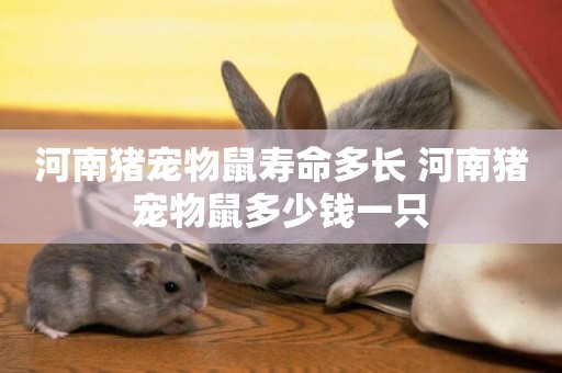 河南豬寵物鼠壽命多長 河南豬寵物鼠多少錢一只