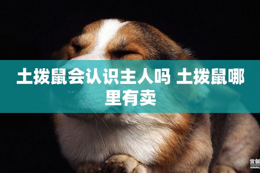 土撥鼠會認識主人嗎 土撥鼠哪里有賣
