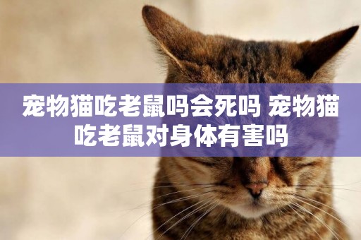 寵物貓吃老鼠嗎會死嗎 寵物貓吃老鼠對身體有害嗎