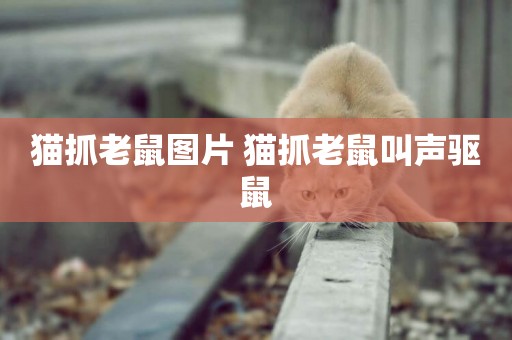 貓抓老鼠圖片 貓抓老鼠叫聲驅鼠