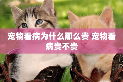 寵物看病為什么那么貴 寵物看病貴不貴