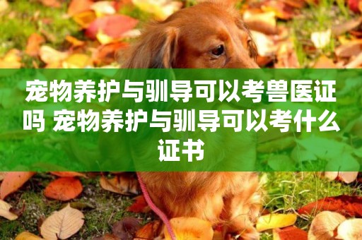 寵物養護與馴導可以考獸醫證嗎 寵物養護與馴導可以考什么證書