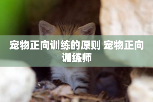 寵物正向訓練的原則 寵物正向訓練師