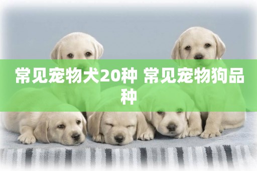 常見寵物犬20種 常見寵物狗品種