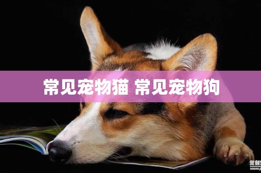 常見寵物貓 常見寵物狗