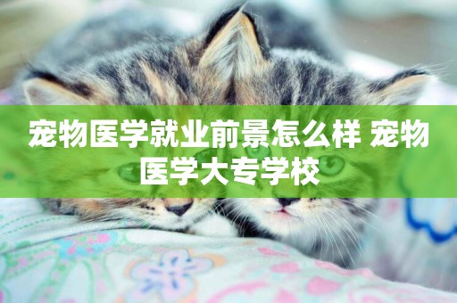 寵物醫學就業前景怎么樣 寵物醫學大專學校