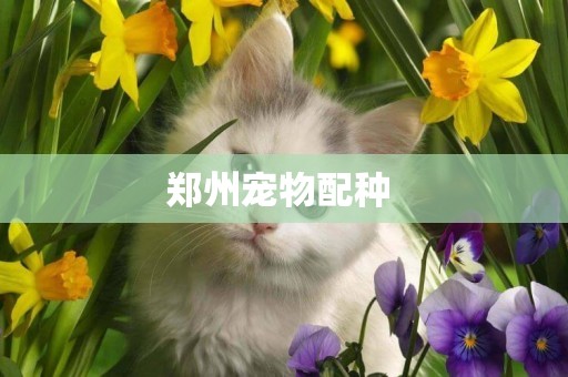 鄭州寵物配種 