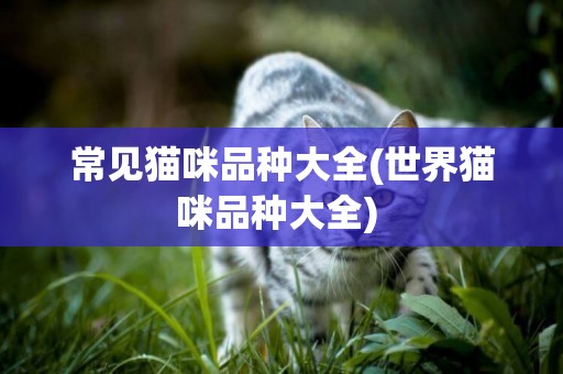 常見貓咪品種大全(世界貓咪品種大全) 